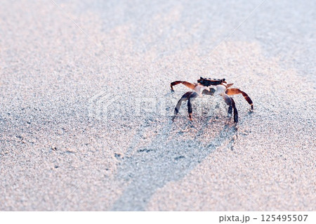 砂浜を歩くカニ 砂浜を歩くカニ 125495507