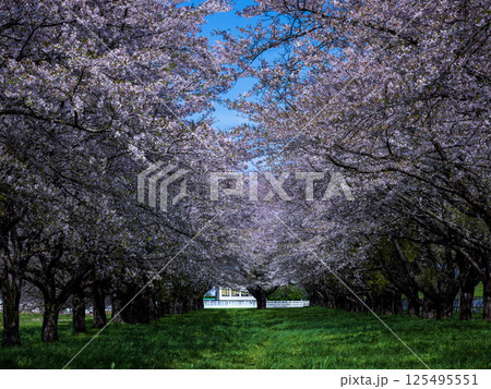 岩手県雫石川園地桜のトンネル 岩手県雫石川園地桜のトンネル 125495551