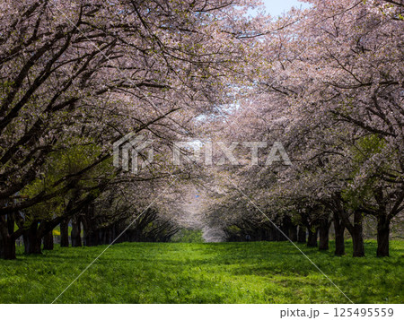 岩手県雫石川園地桜のトンネル 125495559