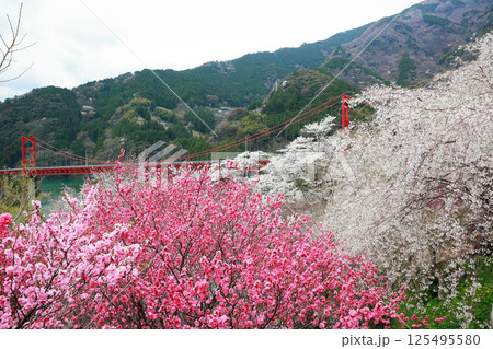 高知県　大渡ダム大橋　桜 125495580