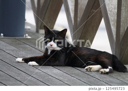 見つめる猫 125495723