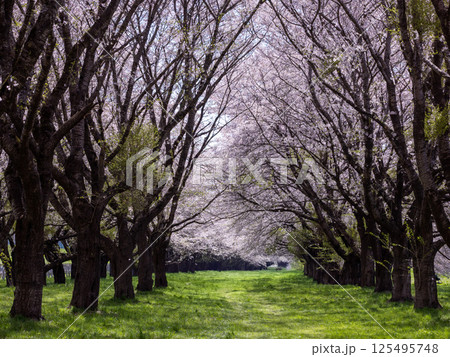 岩手県水沢競馬場桜のトンネル 岩手県水沢競馬場桜のトンネル 125495748