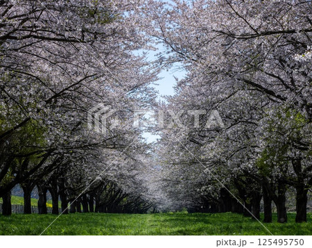 岩手県水沢競馬場桜のトンネル 岩手県水沢競馬場桜のトンネル 125495750