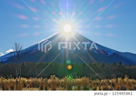 冬1月 山中湖村 花の都公園ハリモミ純林の夕日ダイヤモンド富士 125495861