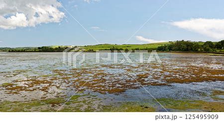 Low tide reveals a vibrant tapestry of seaweed on a calm bay. The background showcases the idyllic charm of the Irish countryside. Peaceful, serene, and beautiful natural scene. 125495909