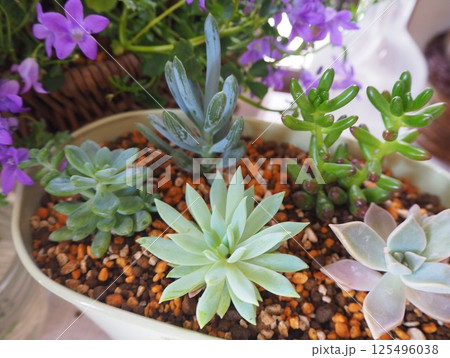 はじめての多肉植物 125496038
