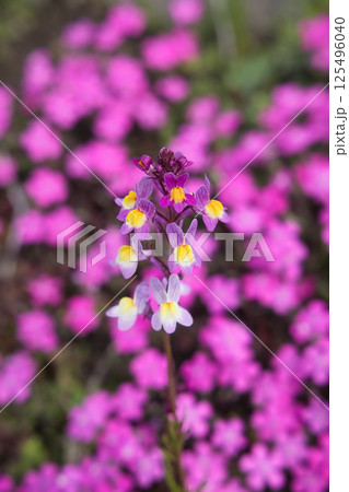 可憐な花 可憐な花 125496040