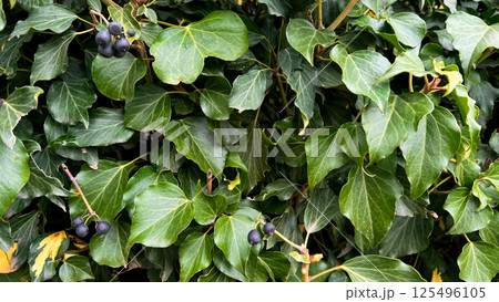 Lush green ivy with dark berries and vibrant leaves in natural setting Lush green ivy with dark berries and vibrant leaves in natural setting 125496105