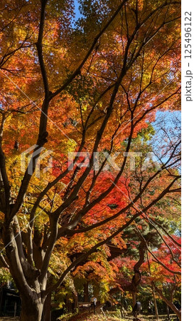 紅葉 125496122