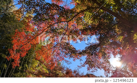 紅葉 125496123