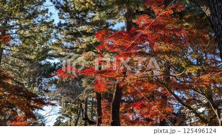 紅葉 125496124