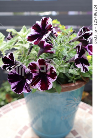 ペチュニアの鉢植え 125496224