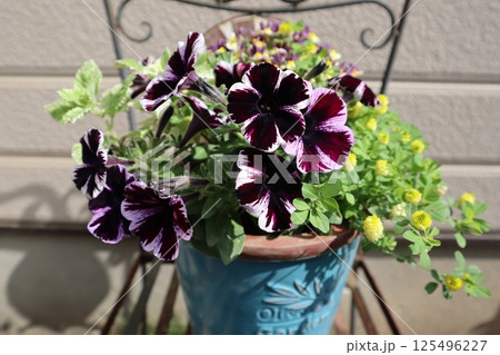 ペチュニアの寄せ植え 125496227