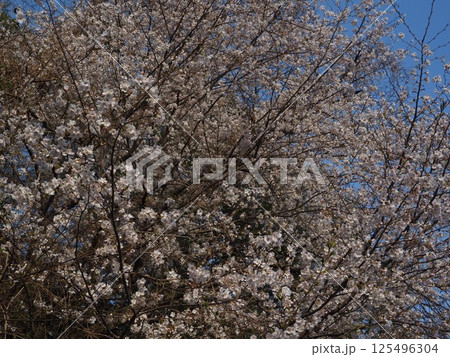 満開の桜 125496304