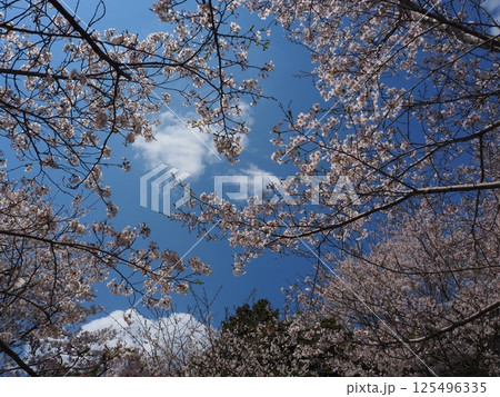 満開の桜 125496335