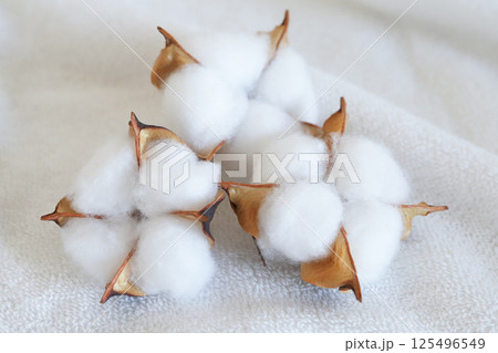 コットンフラワー　綿花 125496549