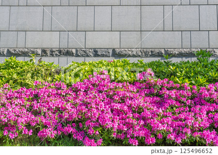 無人 花 フラワー 125496652