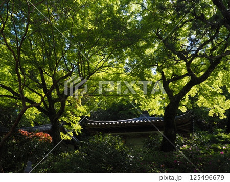見上げた青もみじ 125496679