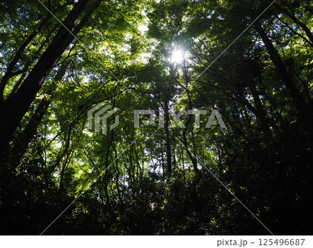 見上げた森 125496687