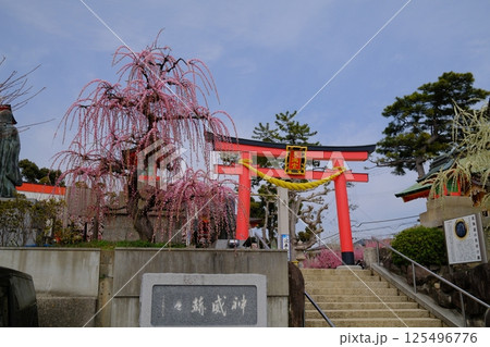 網敷天満宮の紅梅 125496776