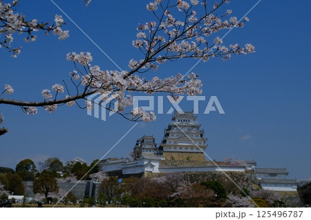 桜に囲まれた姫路城 125496787