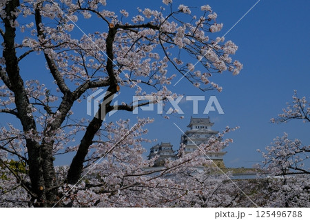 桜に包まれる姫路城 桜に包まれる姫路城 125496788