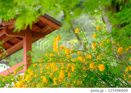松尾大社のやまぶきの花 松尾大社のやまぶきの花 125496809