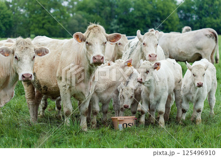 Group of white cows in green field Group of white cows in green field 125496910