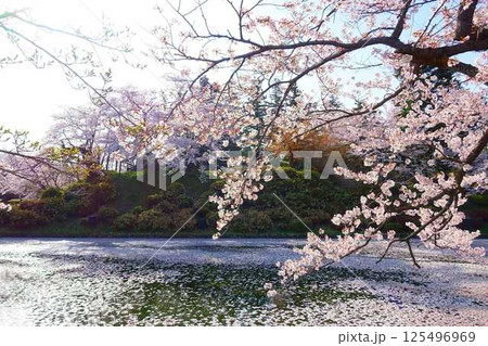 満開の桜 花筏 松が岬公園 さくら サクラ ソメイヨシノ 満開の桜 花筏 松が岬公園 さくら サクラ ソメイヨシノ 125496969
