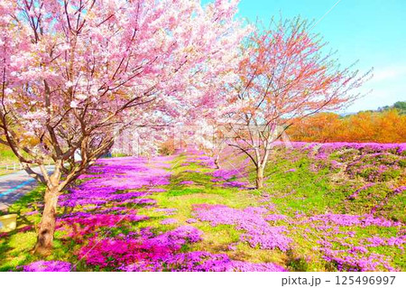 芝桜 シバザクラ しばざくら 立谷川 桜 山形市 芝桜 シバザクラ しばざくら 立谷川 桜 山形市 125496997
