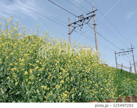 菜の花畑のある風景 菜の花畑のある風景 125497202