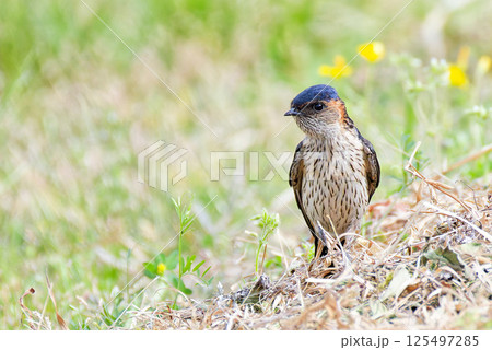 巣材集めのため地面に降りたコシアカツバメ 125497285