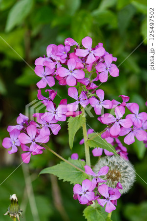 オオアラセイトウとタンポポの綿毛 125497502