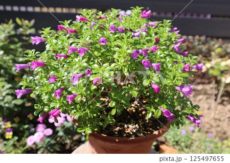 ミンティアの紫の小花 125497655