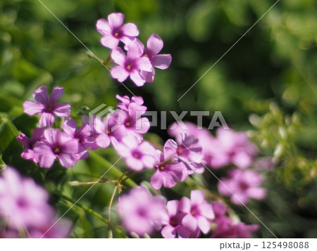 可憐な花 125498088