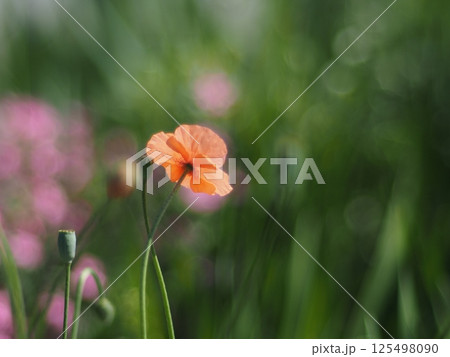 ナガミノヒナゲシ 125498090