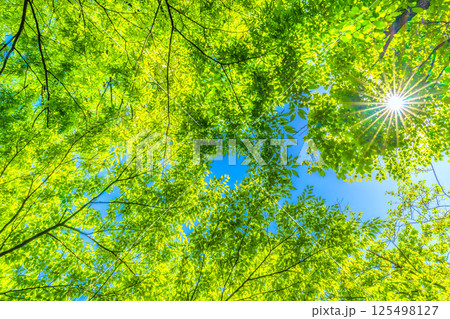 日本の横浜都市景観 新緑の季節…。木漏れ日…緑のイメージ…＝27日 125498127