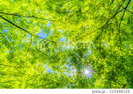 日本の横浜都市景観 新緑の季節…。木漏れ日…緑のイメージ…＝27日 125498129