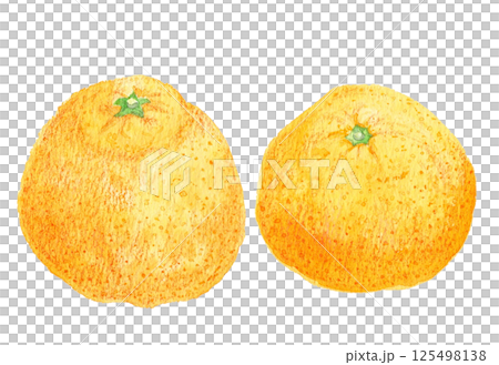 水彩で手描きした_いよかん(伊予柑)愛媛県の特産のフルーツ_美味しいみかん 水彩で手描きした_いよかん(伊予柑)愛媛県の特産のフルーツ_美味しいみかん 125498138