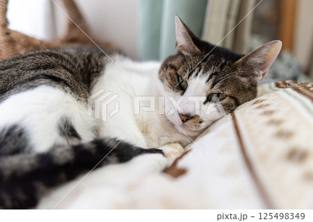 窓辺でくつろぐ猫　キジトラ白 125498349