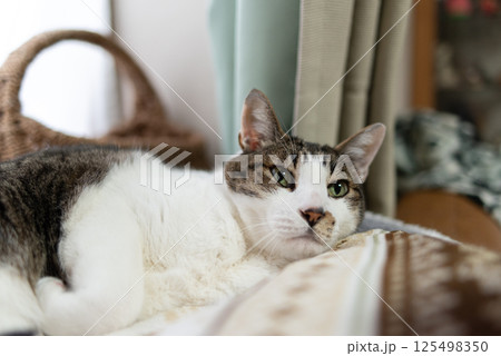 窓辺でくつろぐ猫　キジトラ白 125498350