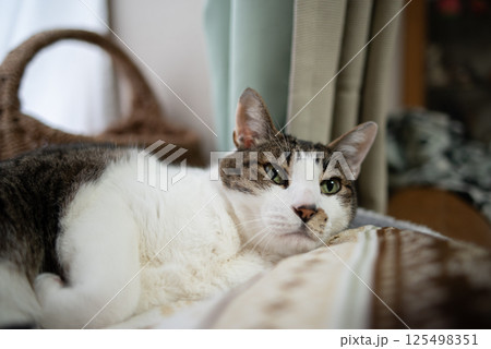 窓辺でくつろぐ猫　キジトラ白 125498351
