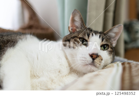 窓辺でくつろぐ猫　キジトラ白 125498352