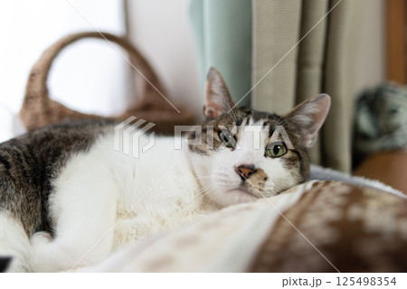 窓辺でくつろぐ猫　キジトラ白 125498354