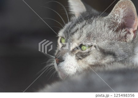 振り返って見つめる猫　サバトラ猫 125498356