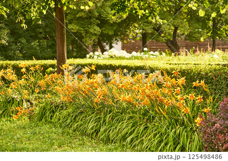 Beautiful lily flowers are planted along the walking path in the park 125498486