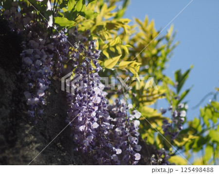青空に映えるフジの花 125498488