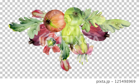 Gooseberry leaves flower buds, water dew drops, ripe garden berries Currant casseille huckleberry jostaberry, hand drawn in watercolor. Isolated boutonniere illustration. For cafe menu, farmers market Gooseberry leaves flower buds, water dew drops, ripe garden berries Currant casseille huckleberry jostaberry, hand drawn in watercolor. Isolated boutonniere illustration. For cafe menu, farmers market 125498969