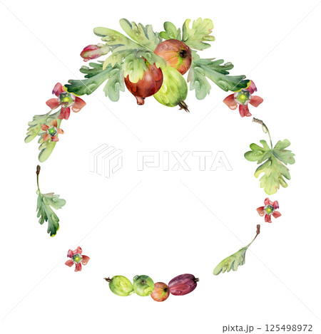 Gooseberry berries leaves flowers in water dew drops hand drawn in watercolor. Ripe garden Currant huckleberry casseille jostaberry. Isolated circle wreath frame. Seasonal florist, farmers market menu Gooseberry berries leaves flowers in water dew drops hand drawn in watercolor. Ripe garden Currant huckleberry casseille jostaberry. Isolated circle wreath frame. Seasonal florist, farmers market menu 125498972