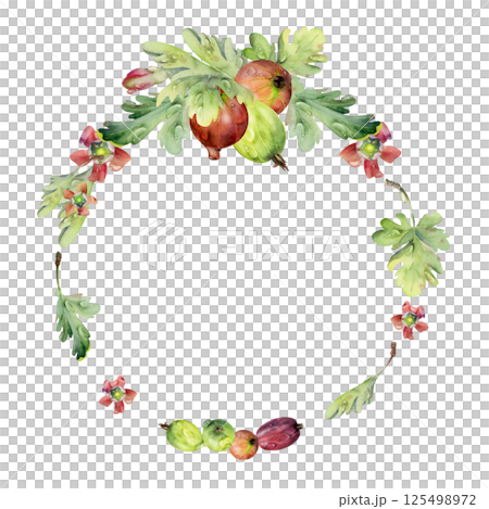 Gooseberry berries leaves flowers in water dew drops hand drawn in watercolor. Ripe garden Currant huckleberry casseille jostaberry. Isolated circle wreath frame. Seasonal florist, farmers market menu Gooseberry berries leaves flowers in water dew drops hand drawn in watercolor. Ripe garden Currant huckleberry casseille jostaberry. Isolated circle wreath frame. Seasonal florist, farmers market menu 125498972